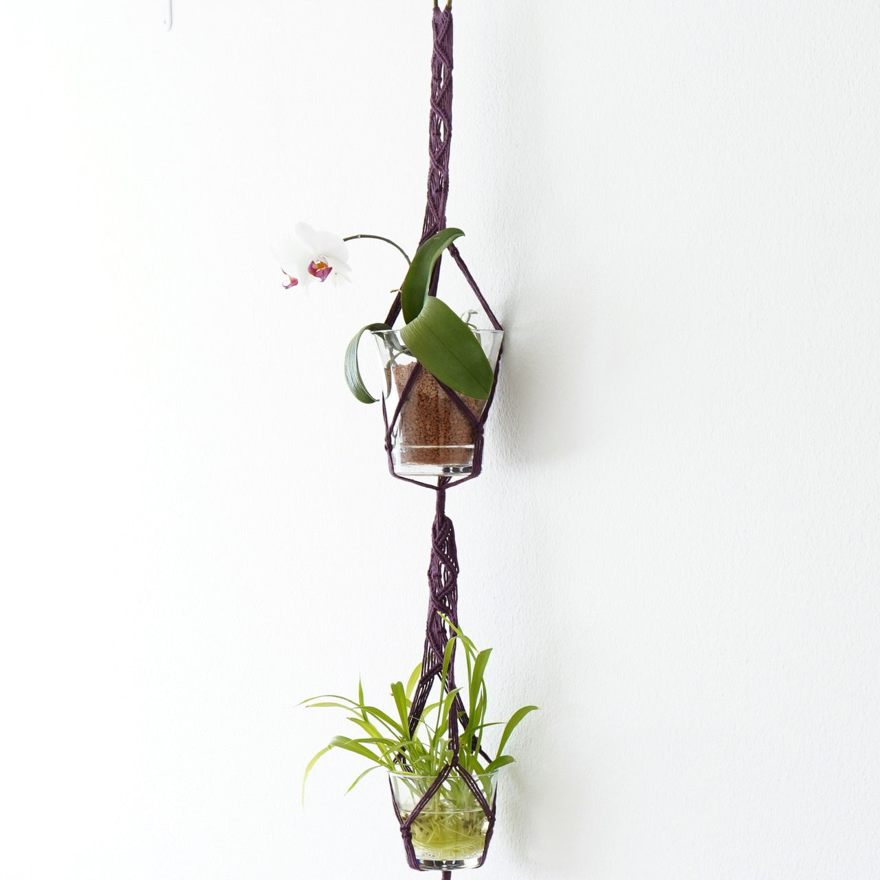 Plant hanger Blackberry