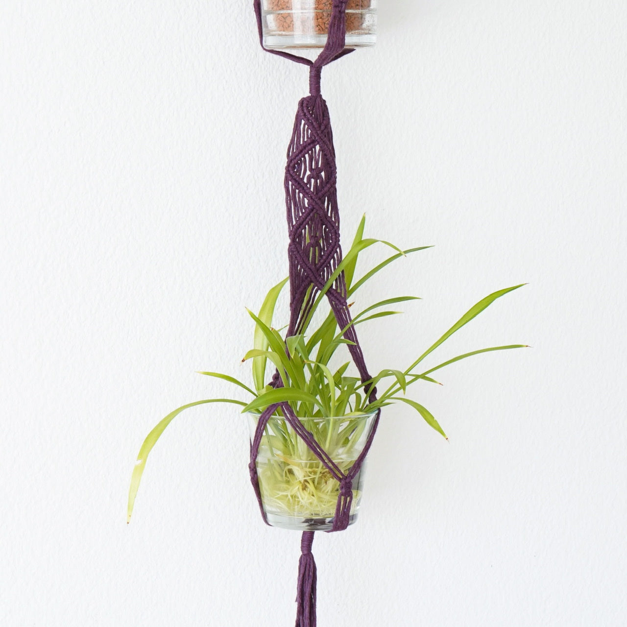 Plant hanger Blackberry