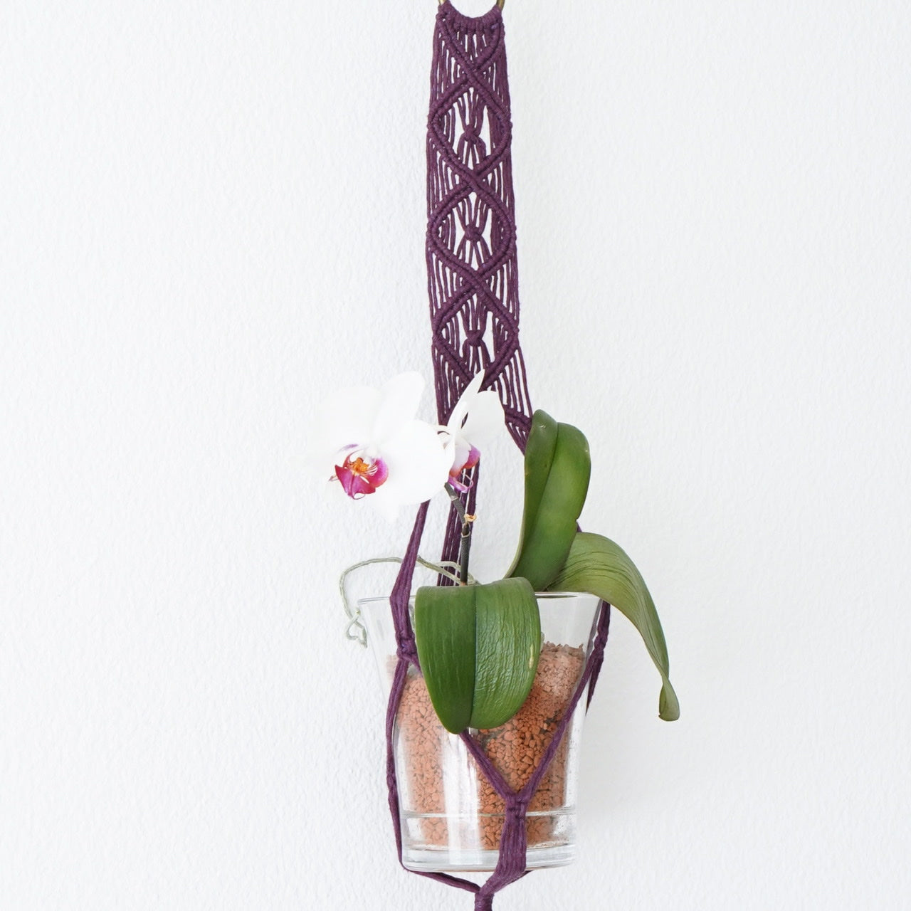 Plant hanger Blackberry