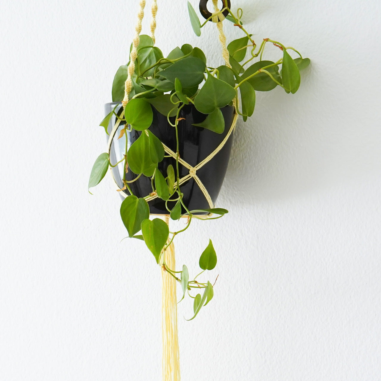 Plant hanger Lemon