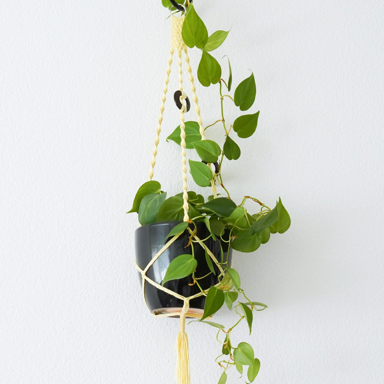 Plant hanger Lemon