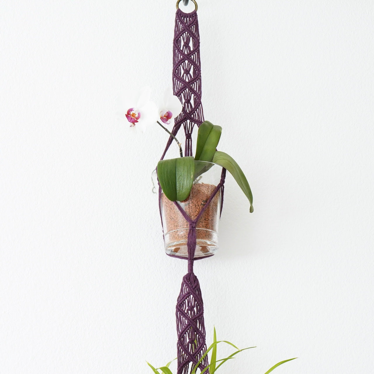 Plant hanger Blackberry