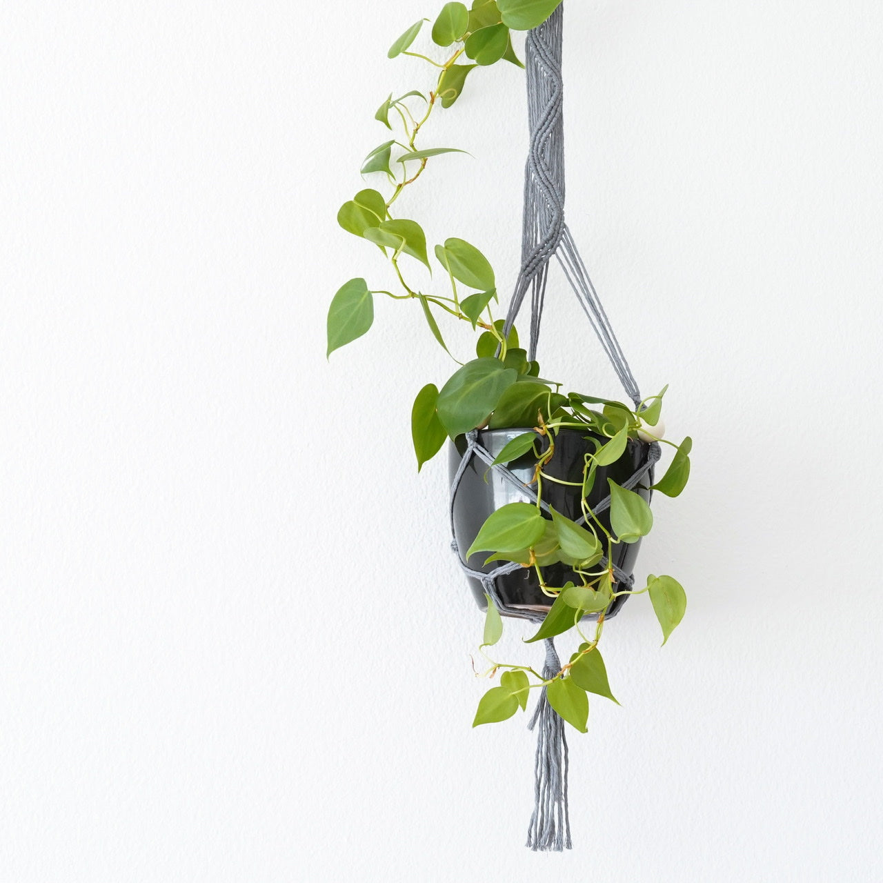 Plant hanger Steel