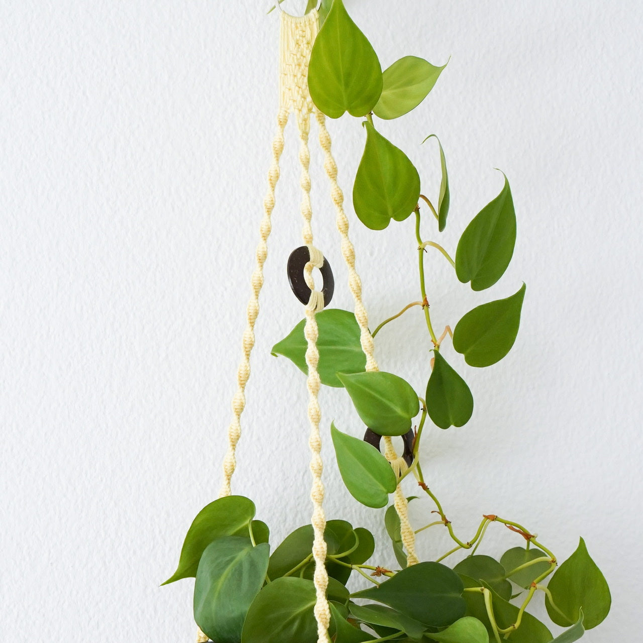 Plant hanger Lemon